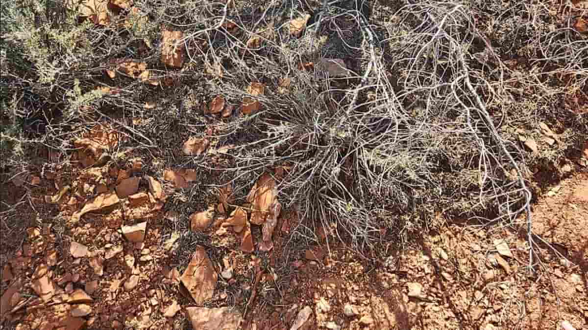 Optical Illusion: You are argus-eyed if you can spot a lizard in the shrubs in 6 seconds!