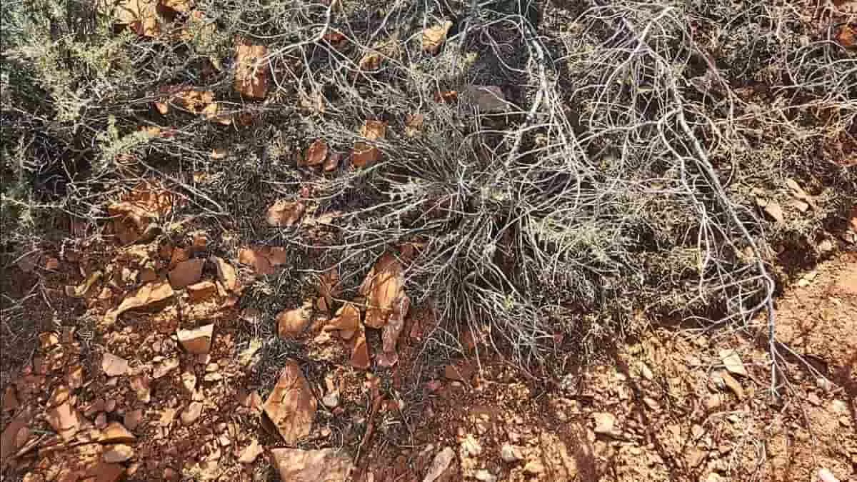 Find Hidden Lizard in 6 Seconds