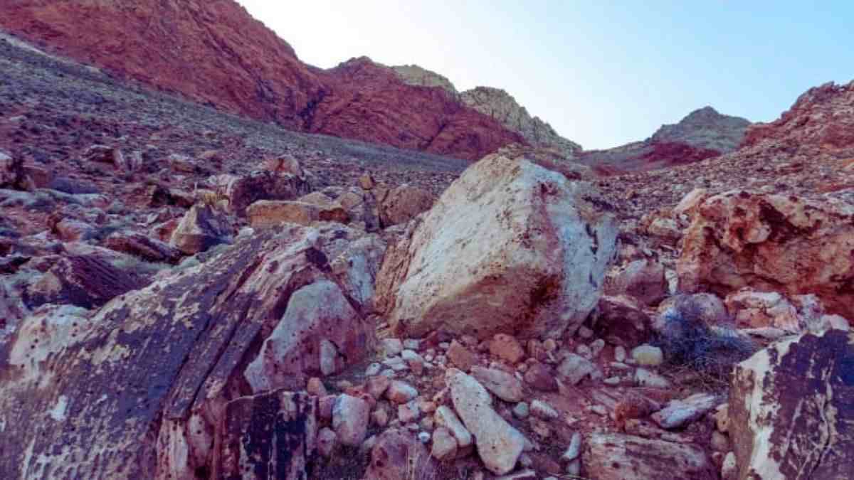 Optical Illusion: Find the hidden Galimimus in the image!