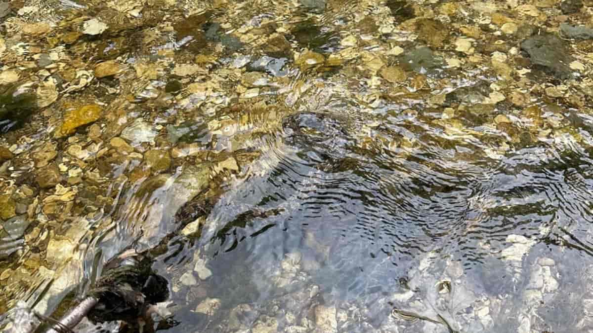 Optical Illusion: Can you spot a snake in the water in 8 seconds?
