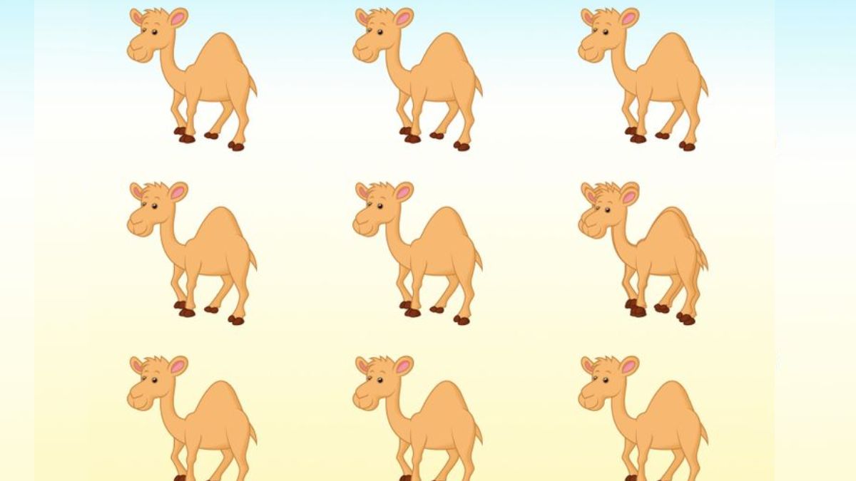 Brain Teaser for Testing Your IQ: Can you spot how many Camels are