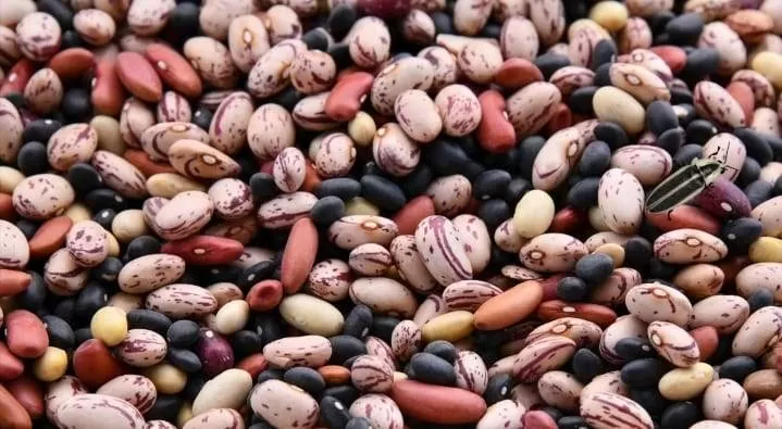 Find the hidden beetle!