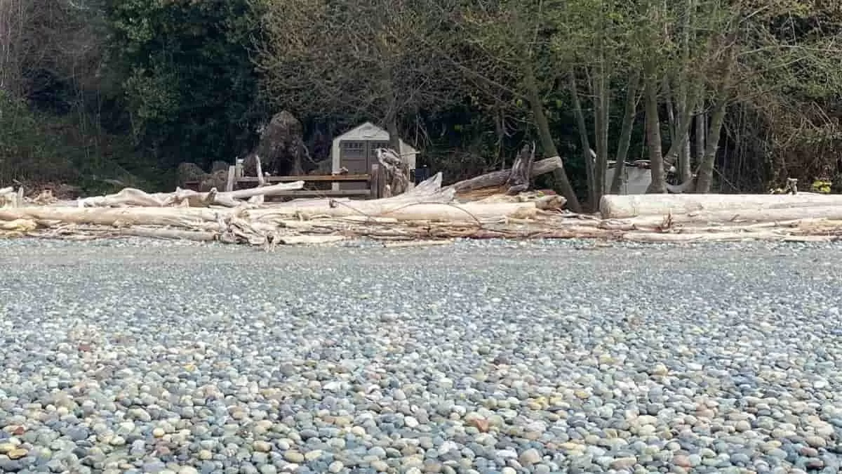 Find Dog in the Beach in 9 Seconds