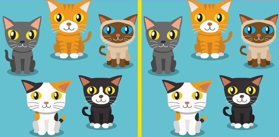 Spot the Difference: Can you spot 2 differences between the two cat ...