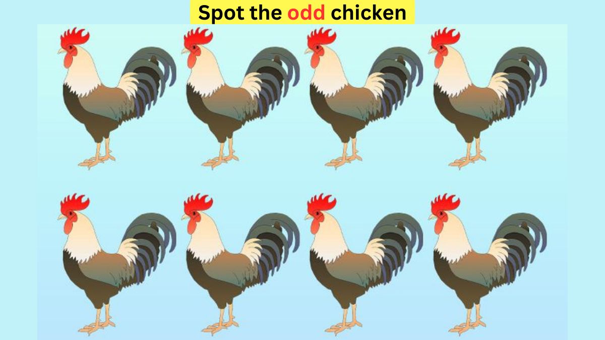 Brain Teaser IQ Test- Spot the odd chicken in 4 seconds