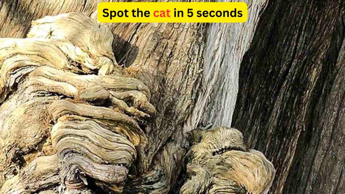Optical Illusion - Spot the cat on the tree in 5 seconds