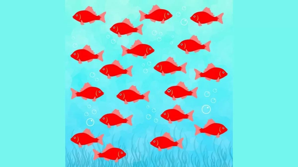 Find Odd Fish in 6 Seconds