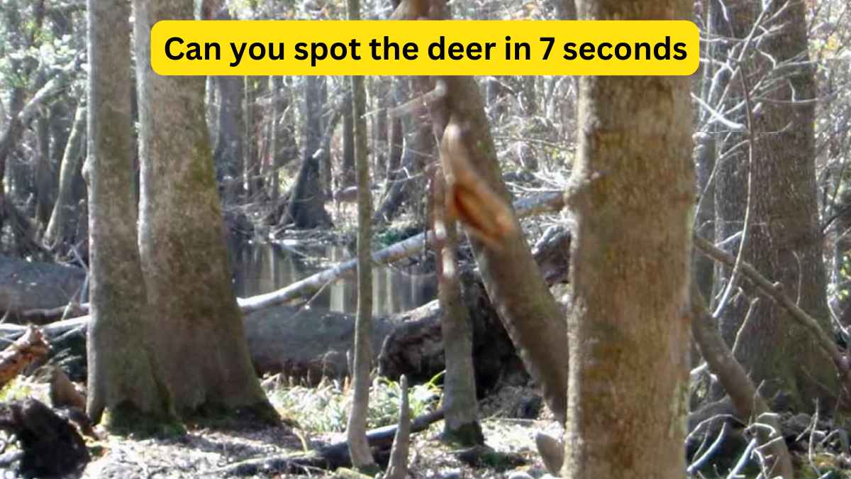 Optical Illusion Challenge: 98% of people have failed to spot the deer ...