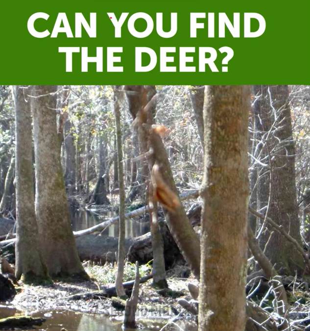 Optical Illusion Challenge 98 of people have failed to spot the deer