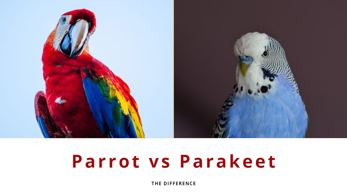 What is the difference between a parrot and a parakeet?