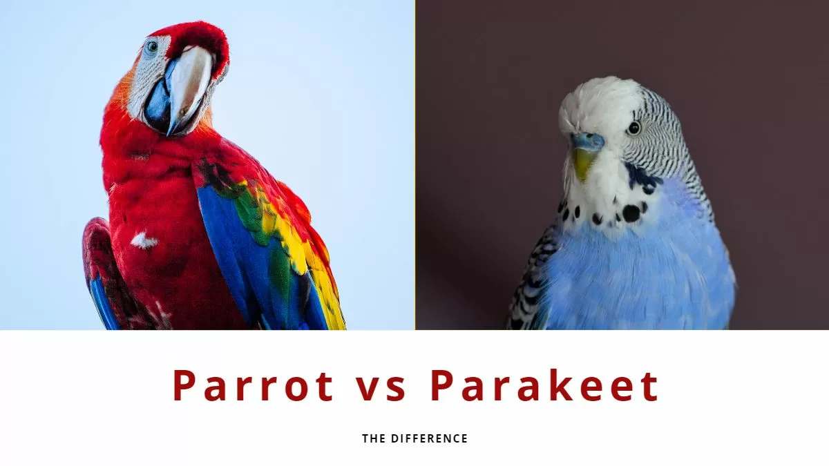 Difference between parrot and parakeet