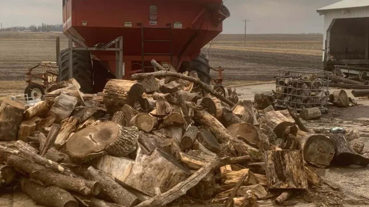 Seek and Find Puzzle: Can you find a cat in the wooden logs in 9 seconds?