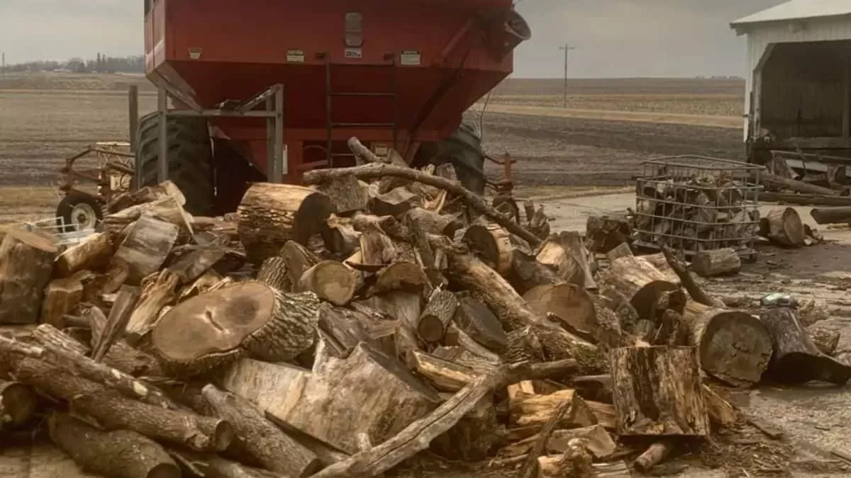 Find Cat in Wooden Logs in 9 Seconds