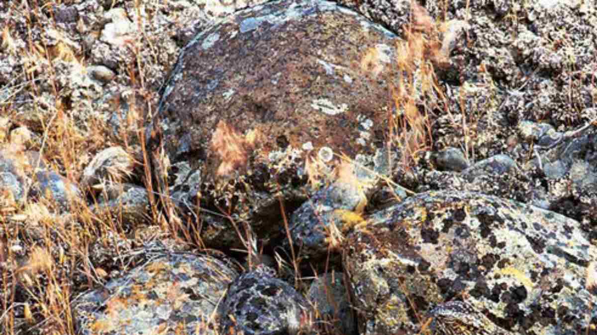 Optical Illusion for Testing Your IQ: Can you spot a bird hidden between the rocks inside picture in 15 Secs?