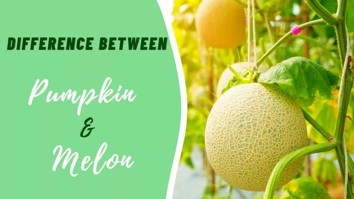 What is the Difference Between Pumpkin and Melon