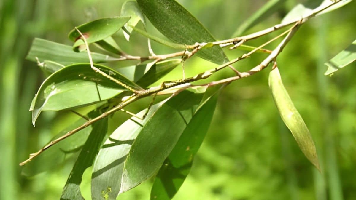Optical Illusion: Find an insect in the tree within 4 seconds. 95% will fail!
