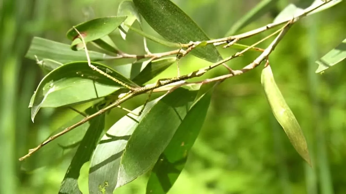 Find Insect in 4 Seconds