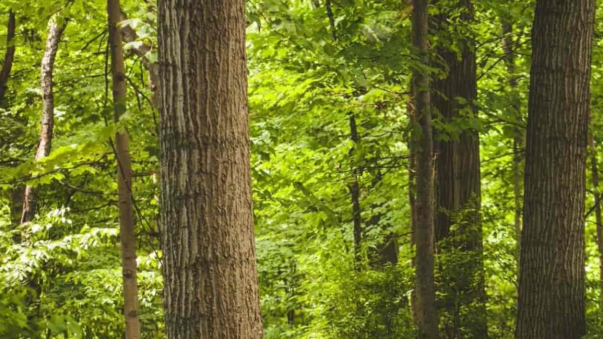 Optical Illusion: Can you find a hidden snake in the tree in 7 seconds?
