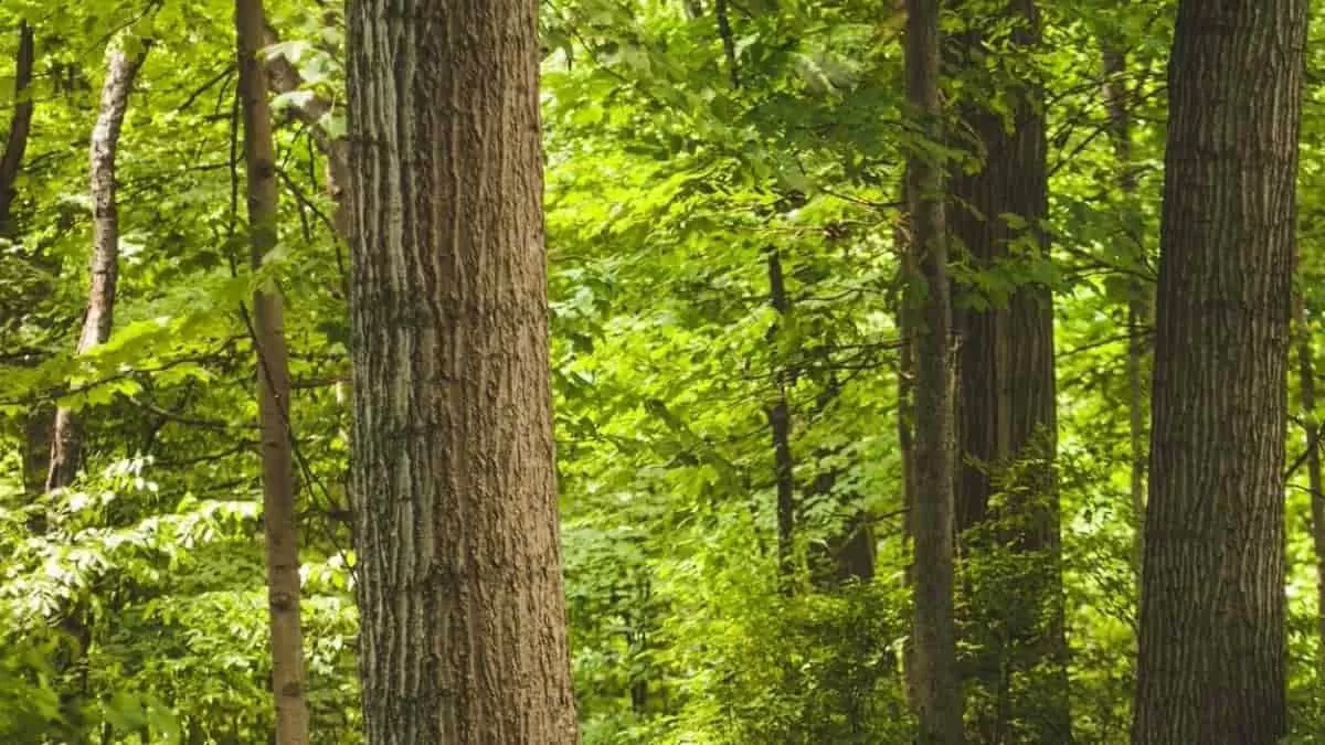 Find Snake in Forest in 7 Seconds
