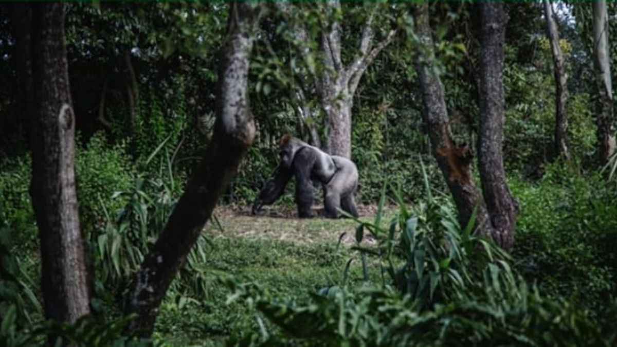 Optical Illusion: The chimpanzee is the visible animal, the lizard is hidden. Find the hidden lizard in this picture.