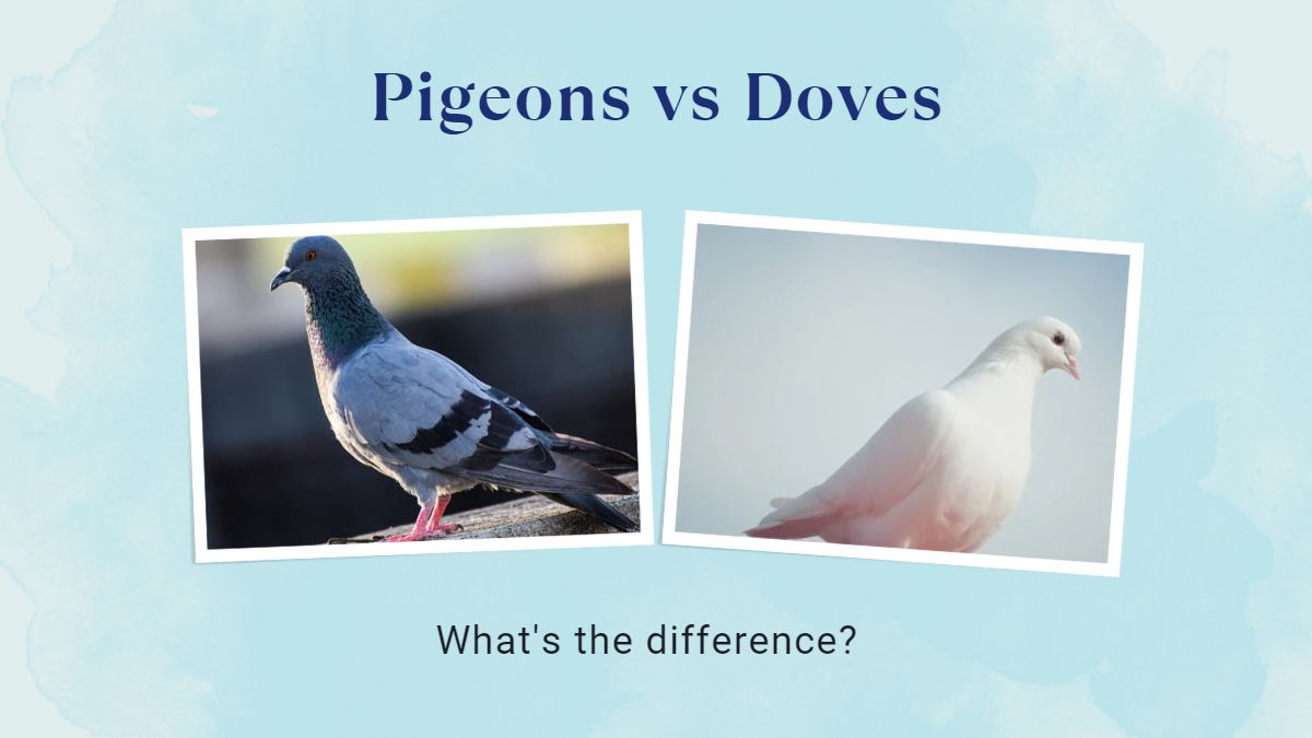 What is the Difference Between Pigeons and Doves?