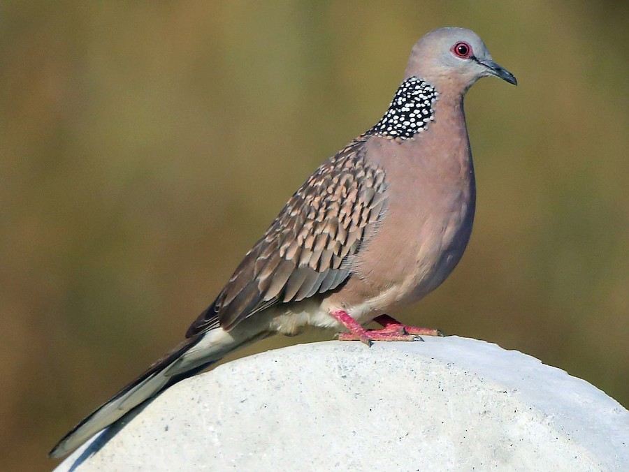 What Is The Difference Between Pigeons And Doves?