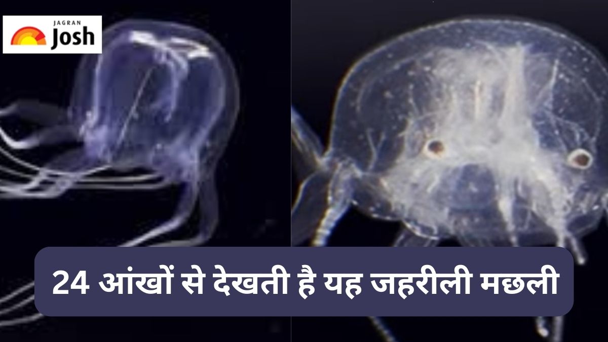 एक इंच से भी कम है लंबाई और 24 आंखों से देखती है यह जहरीली मछली