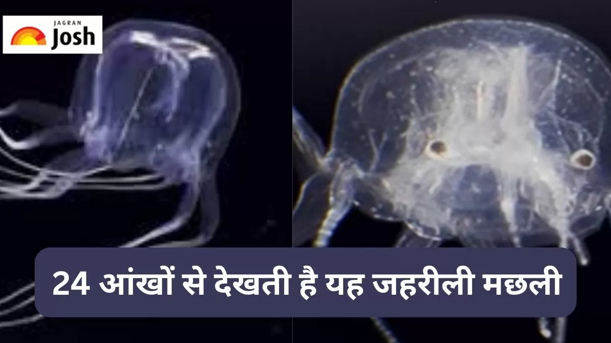 ट्रिपेडालिया माईपोएंसिस जेलीफिश