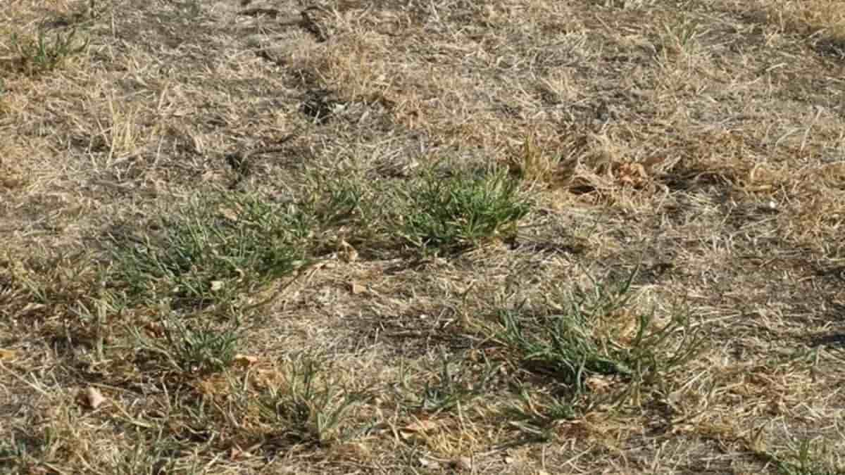 Seek and Find Puzzle: Can you spot a hidden snake in the grass in 6 seconds?