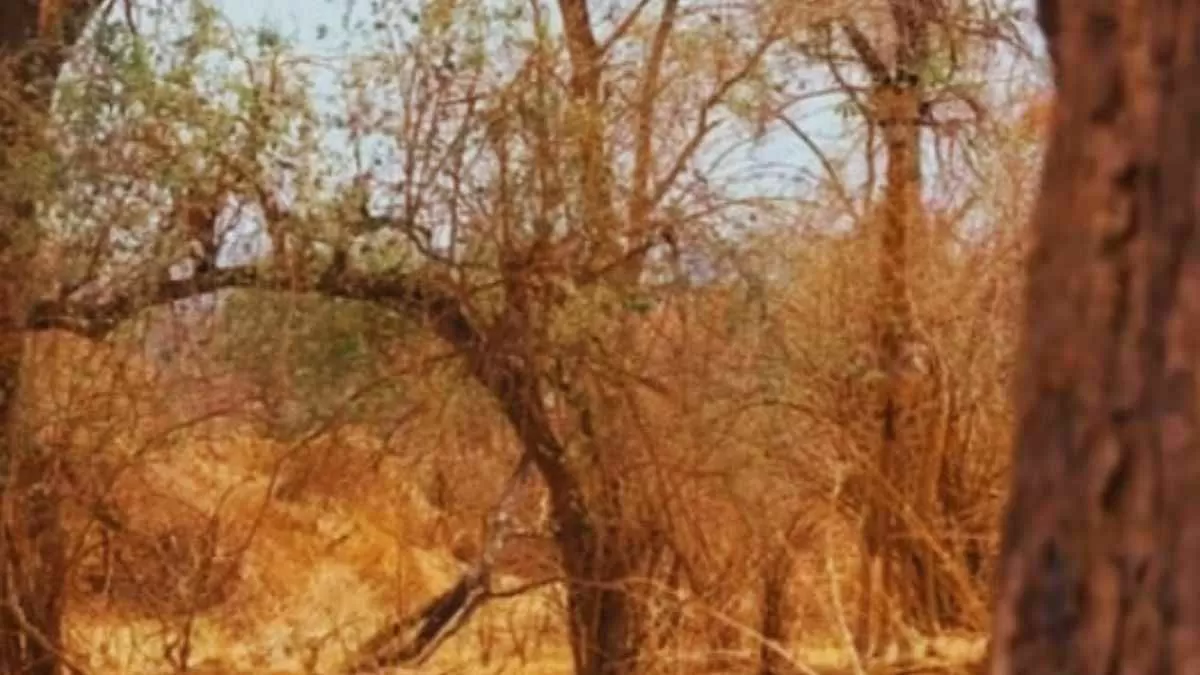 Find the hidden giraffe!