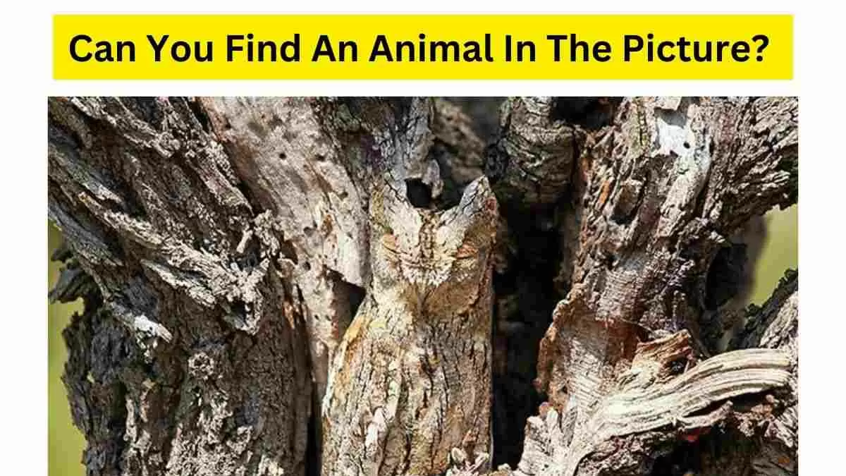 Do you see an intruder here?