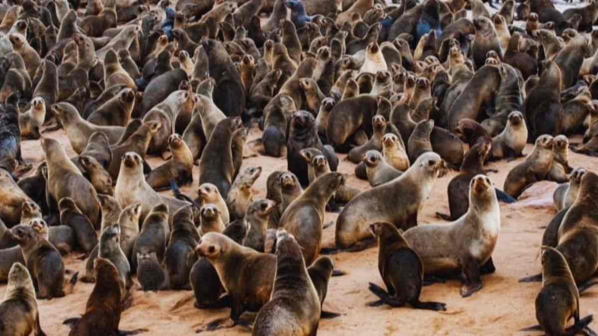 Optical Illusion: Do we know enough about otters? Let's get to know with this challenge! Find the hidden otter in the image!