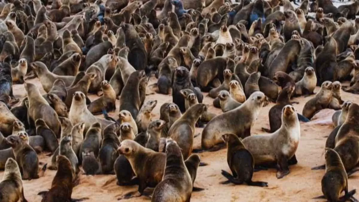 Find the hidden otter!