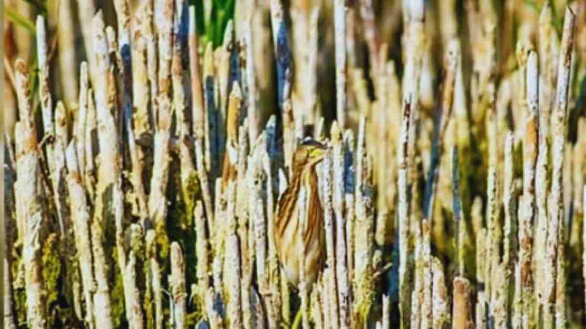 Optical Illusion: Finding the hidden bird in this image is hard! Can you find it?