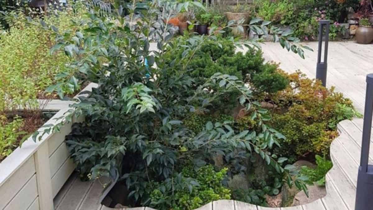 Optical Illusion: Can you find a hidden cat in the garden in 5 seconds?