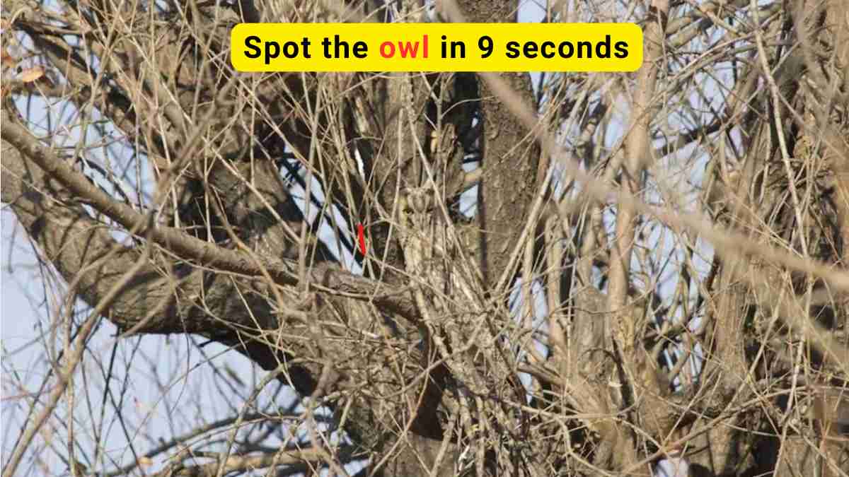 Optical Illusion for IQ Test: Only the most attentive observer can spot the owl in the woods in 9 seconds. Can you?