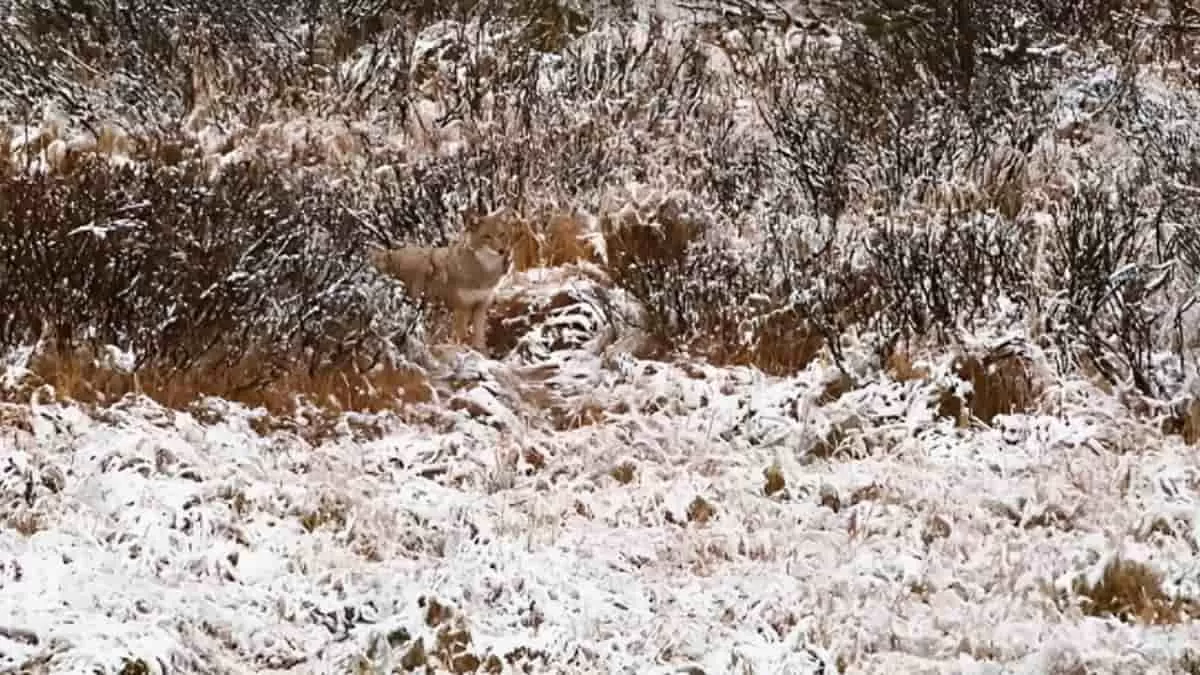 Find Wolf in 6 Seconds