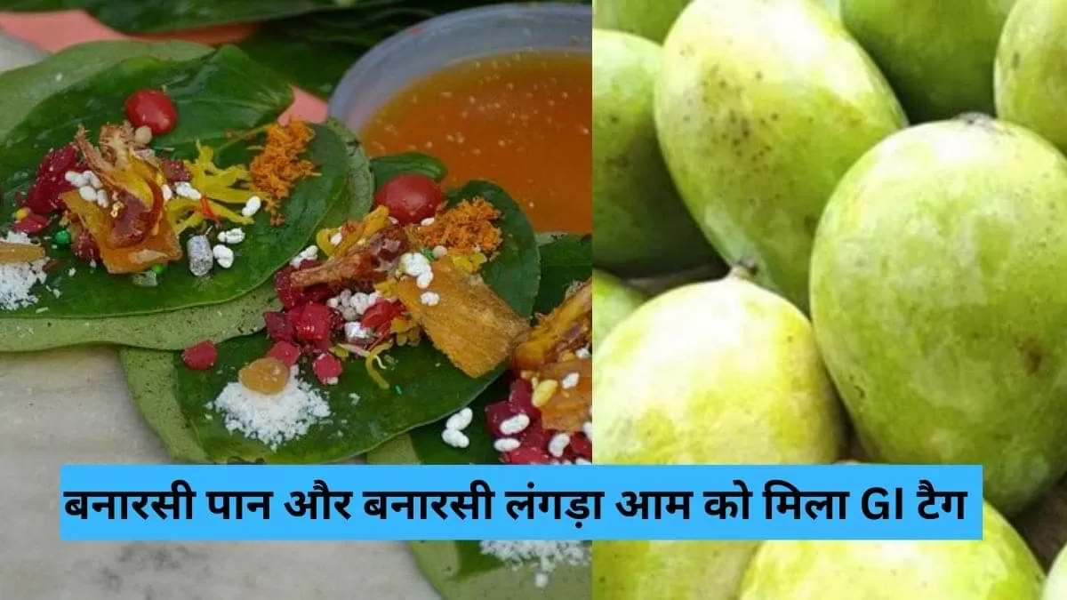 बनारसी पान और बनारसी लंगड़ा आम को मिला GI टैग  