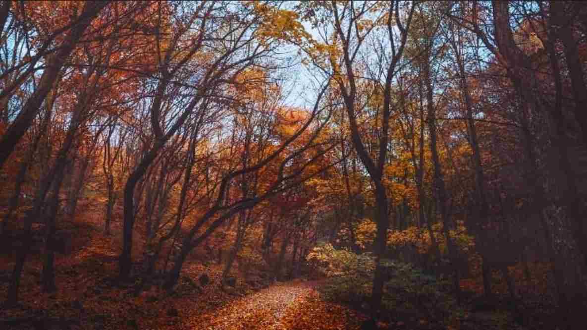 Optical Illusion: Finding the hidden owl in this image is hard. Can you find it?