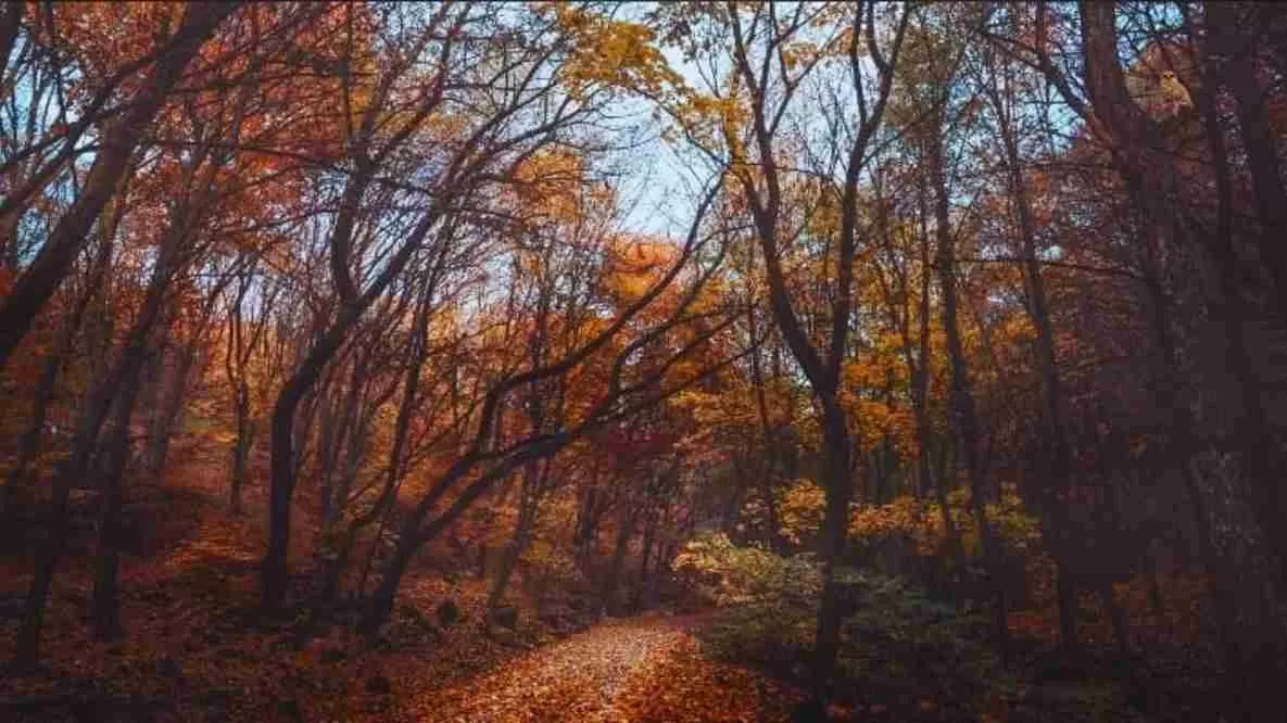 Find the hidden owl!