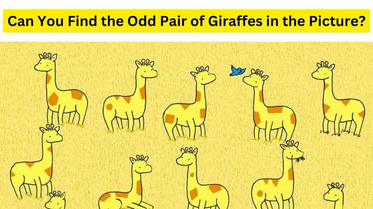 Find a odd giraffe with no pair.