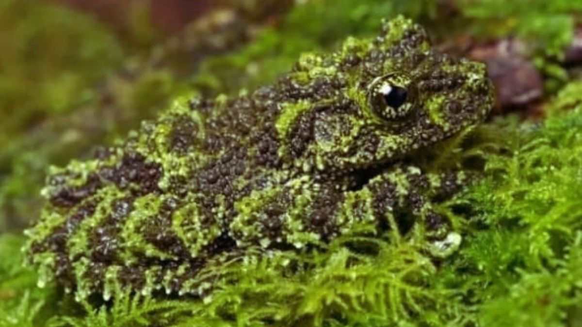 Optical Illusion: Here comes an easy challenge for you! Find the hidden frog if you can.