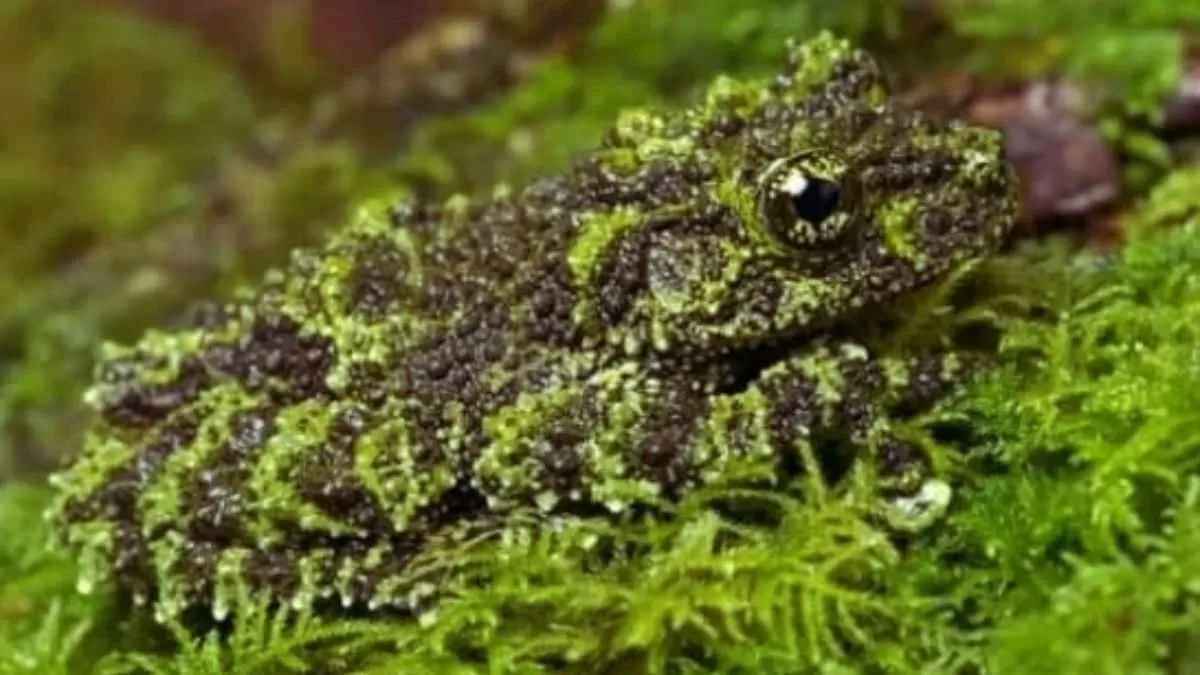 Finding the hidden frog is easy. Give it a shot!