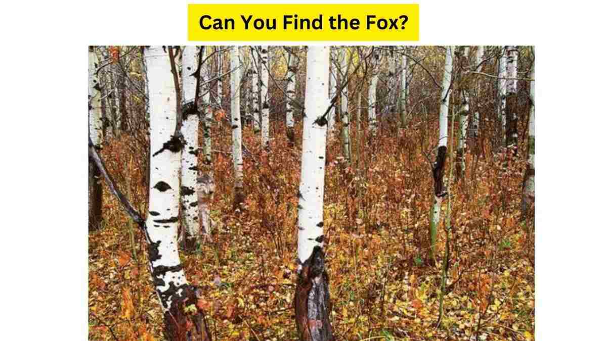 Find the Fox! Only 2 Out Of 10 Solve This Optical Illusion Puzzle In 17 Seconds. Try Your Skills!