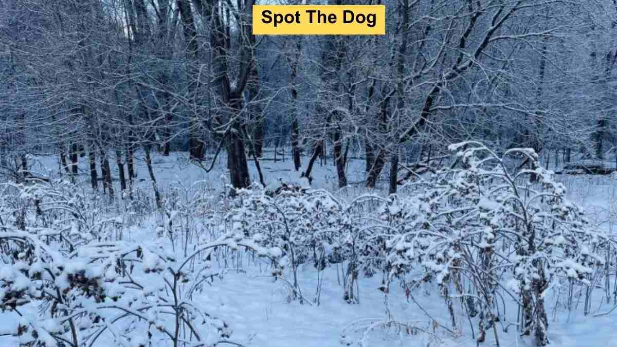 Only 1 out of 1000 Visually Sharp People Can Spot The Dog In Snow Within 7 Seconds!
