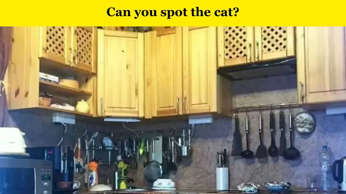 Optical Illusion: Can You Spot the Cat in This Picture of Crammed