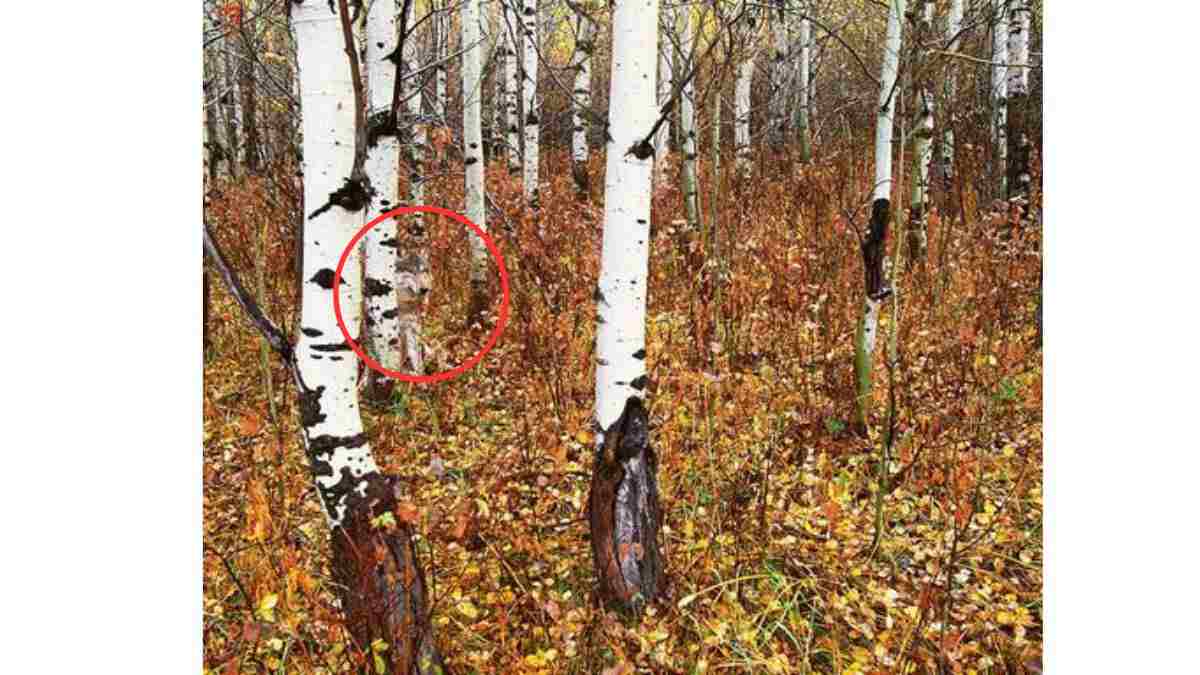 the hidden fox is here