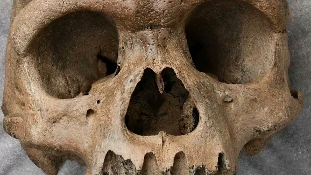 300,000 year old skull may point to the existence of an unknown ancient human species                                                                  