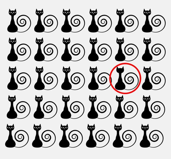 cat brain teaser puzzle