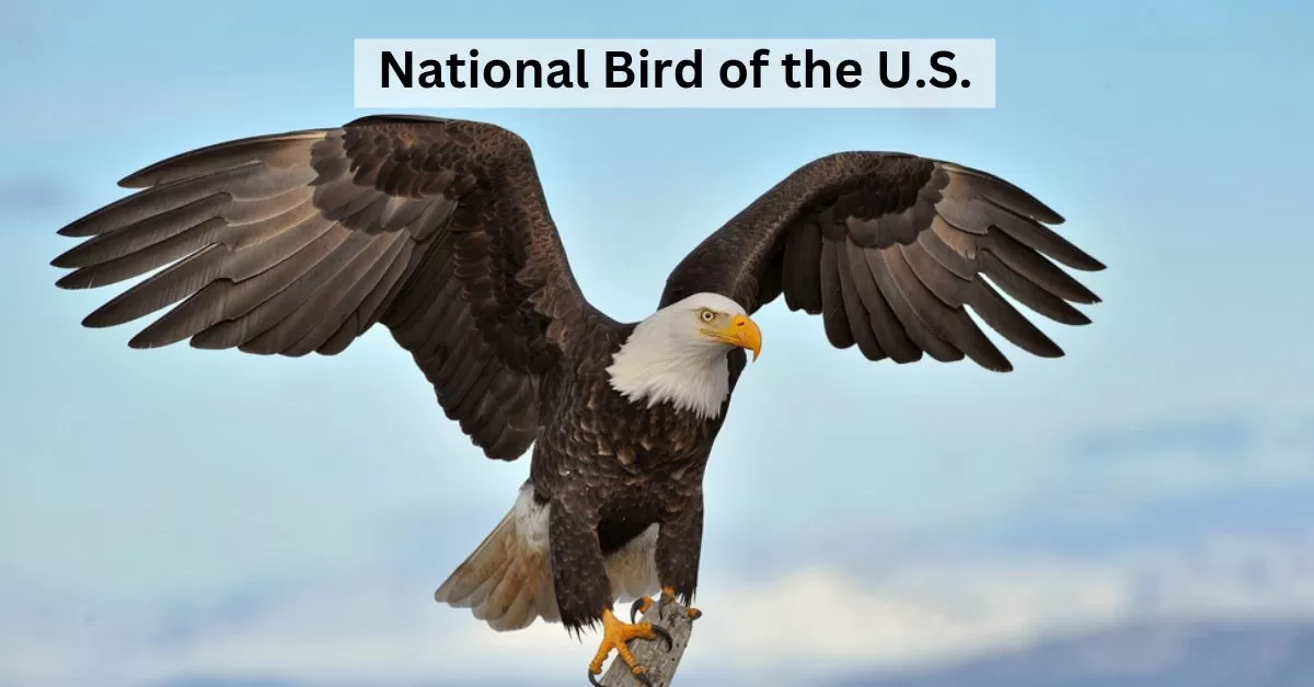 Why Is the Bald Eagle America's National Bird?